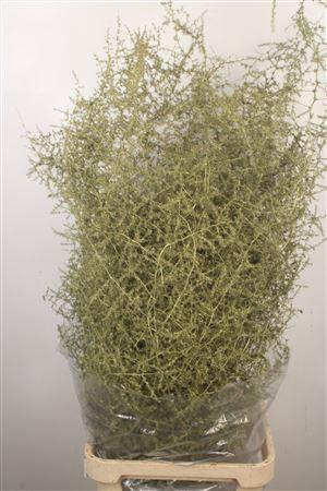 <h4>Asparagus Salv. Metal Olive</h4>