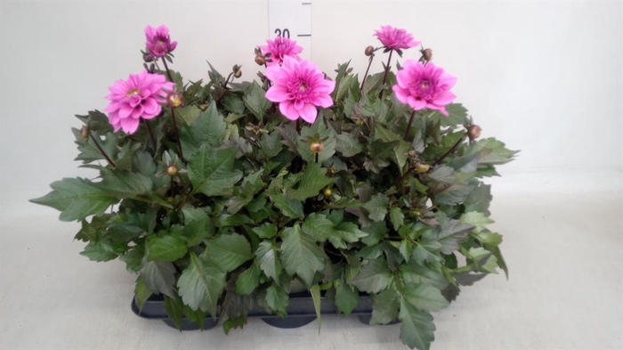 <h4>Dahlia   ...</h4>