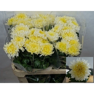 CHR G ALLOUISE WHITE