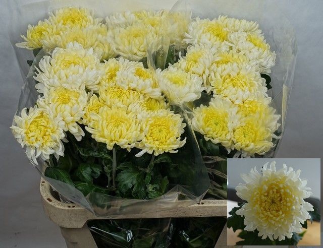 <h4>CHR G ALLOUISE WHITE</h4>