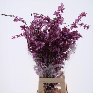 Oncidium Red Lady Xl