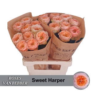 R GR SWEET HARPER!