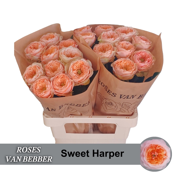 <h4>R GR SWEET HARPER!</h4>