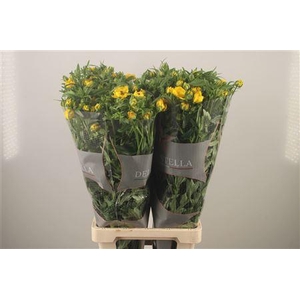 Ran N Moderna Sorrento