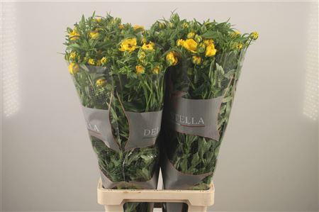 <h4>Ran N Moderna Sorrento</h4>