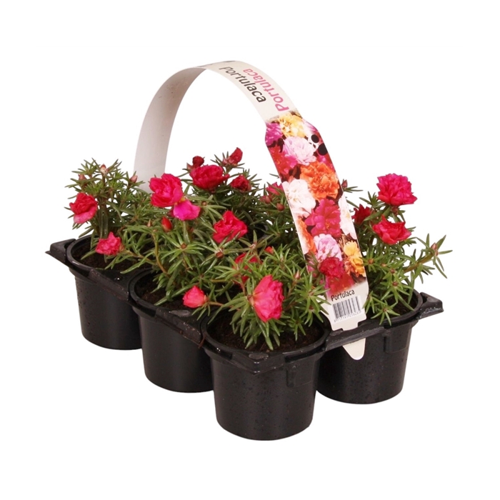 <h4>Portulaca roze 6p</h4>