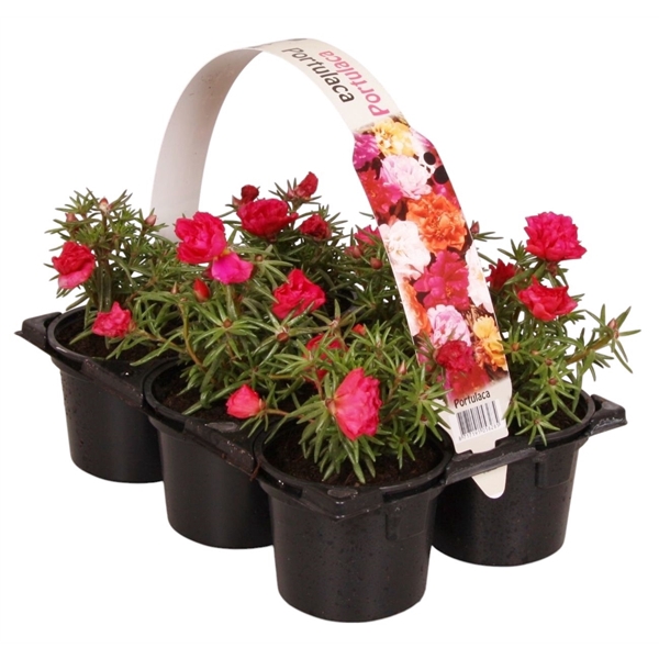 Portulaca roze 6p