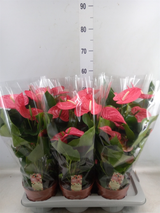 <h4>Anthurium andr. 'California'</h4>