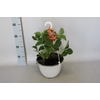 Hangpot 23 cm Fragaria (Aardbei)