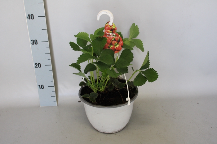 Hangpot 23 cm Fragaria (Aardbei)