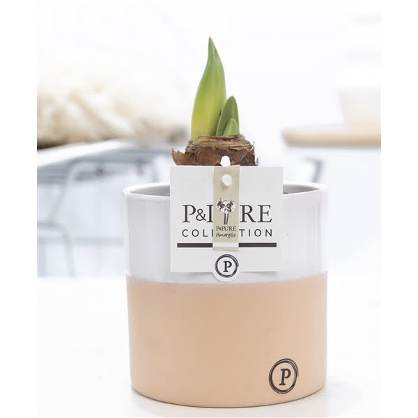 <h4>Hippeastrum white in P&PURE Rosy ceramics</h4>