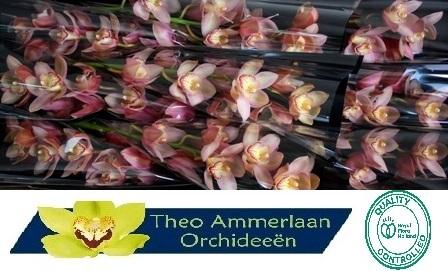 <h4>Reynella 60 x10</h4>