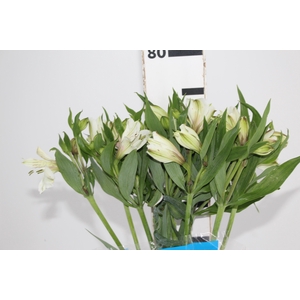 ALSTROEMERIA WHITNEY 080 CM