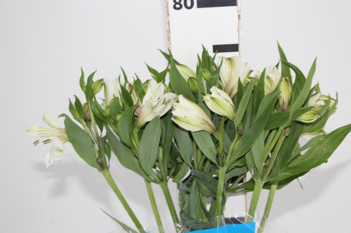 <h4>ALSTROEMERIA WHITNEY 080 CM</h4>