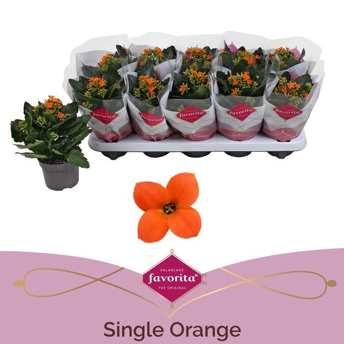 <h4>Kalanchoe Favorita Orange stadium 1</h4>