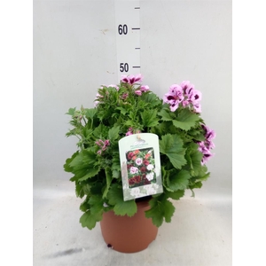 Pelargonium gran.   ..