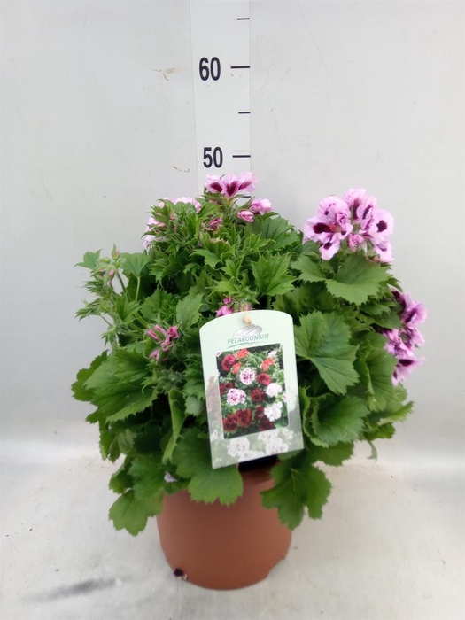 <h4>Pelargonium gran.   ..</h4>