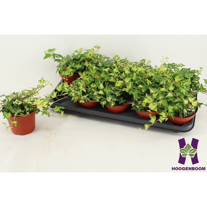 <h4>Hedera Golden Jytte 12Ø 15cm</h4>