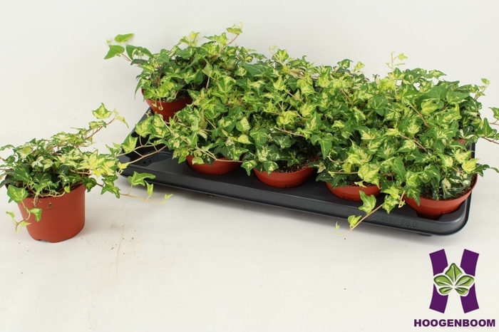 Hedera Golden Jytte 12Ø 15cm