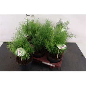 Asparagus 12 Cm. P. Sprengeri