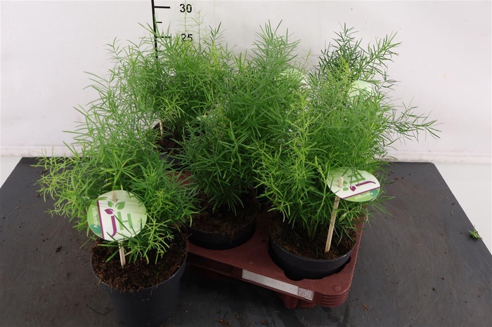<h4>Asparagus 12 Cm. P. Sprengeri</h4>