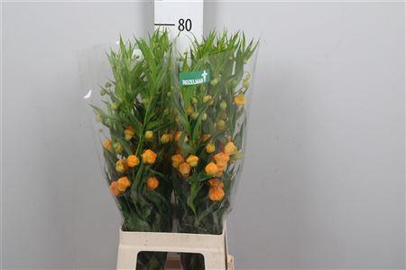 <h4>Sandersonia</h4>