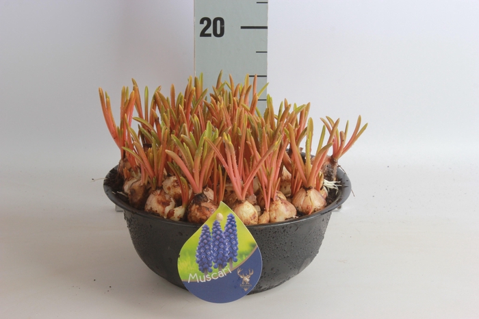 <h4>ARR MUSCARI</h4>