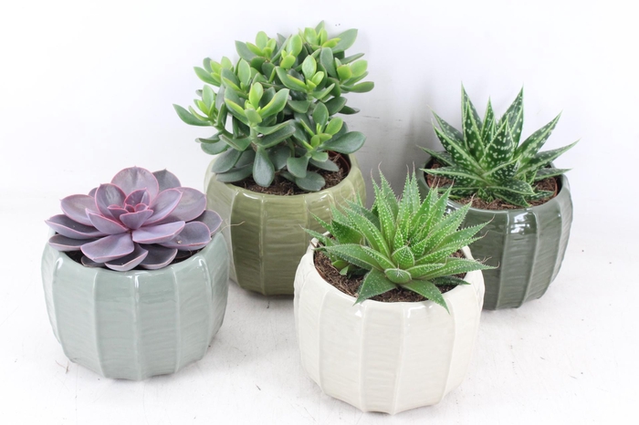 <h4>arr3 OV - Ker. Copenhagen x4</h4>