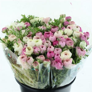 Ran El Sfumato White Pink Super