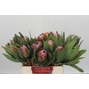 Protea Susara