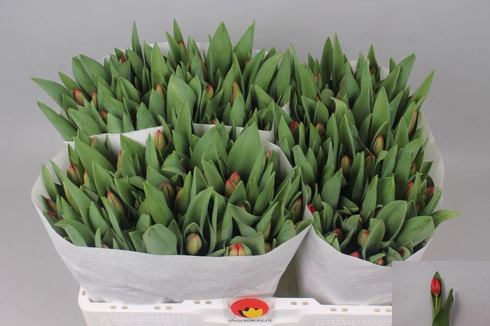 <h4>Tulipa si hotspot</h4>