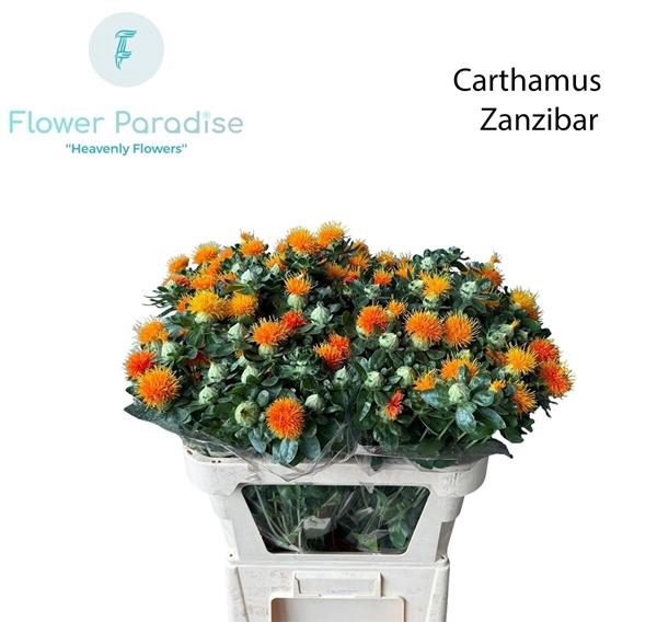 <h4>CARTH T ZANZIBAR</h4>