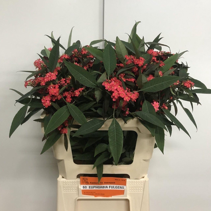 <h4>EUPH TR MARIELLE</h4>