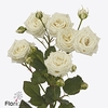 Rosa spray white balloons