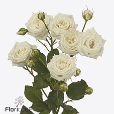 Rosa spray white balloons