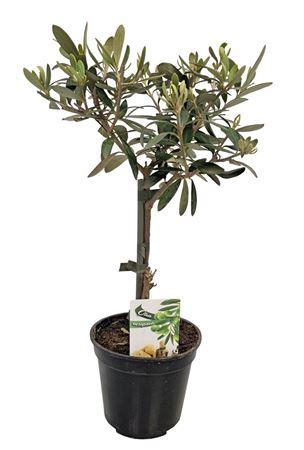 <h4>Olea Europaea Stem</h4>