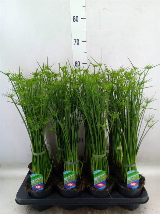 <h4>Cyperus haspan</h4>