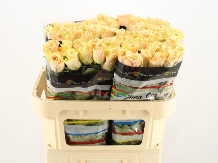 <h4>R GR PRIMAVERA</h4>