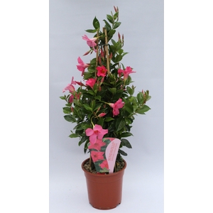 Mandevilla Sundaville Fuchsia flamme Piramide