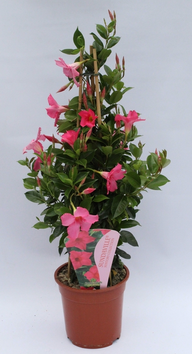 <h4>Mandevilla Sundaville Fuchsia flamme Piramide</h4>