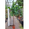 Ficus lyrata