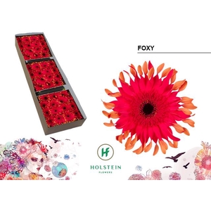 Gerbera Big Gerpasta Foxy