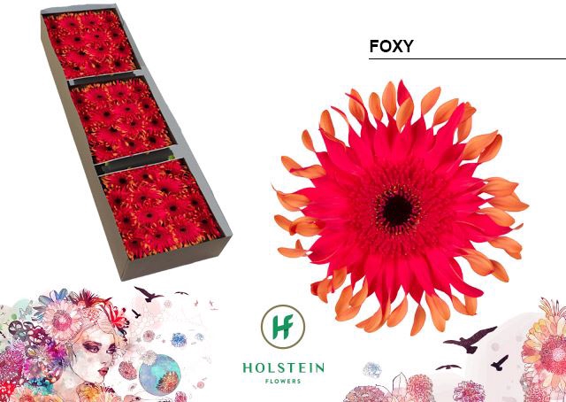 <h4>Gerbera Big Gerpasta Foxy</h4>