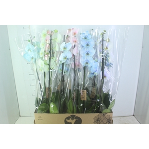 PHALAENOPSIS MULTICOLOR P12 2 HT