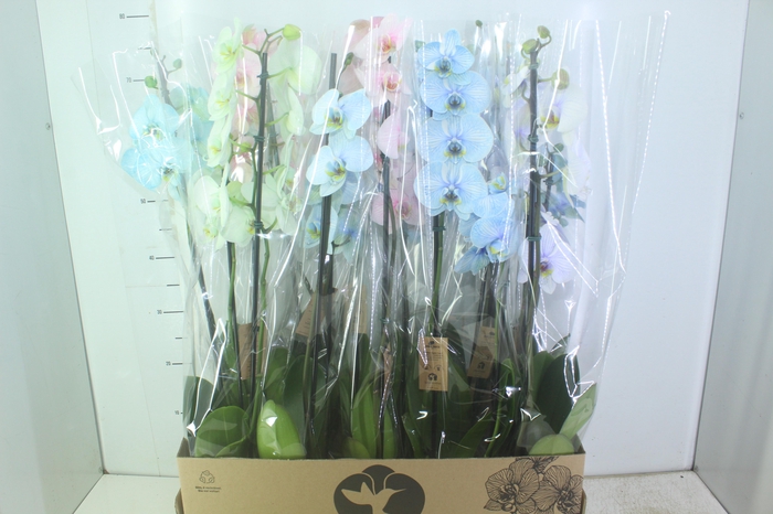<h4>PHALAENOPSIS MULTICOLOR P12 2 HT</h4>