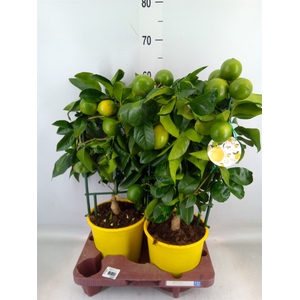 Citrus meyeri 'Meyer'