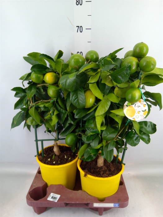 <h4>Citrus meyeri 'Meyer'</h4>