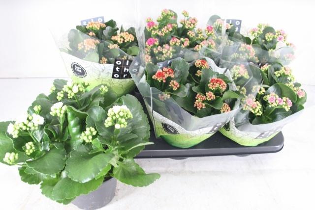 <h4>KAL GE GEM 5 KL</h4>