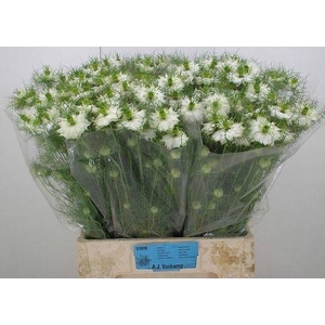 NIGE D BRIDAL WHITE