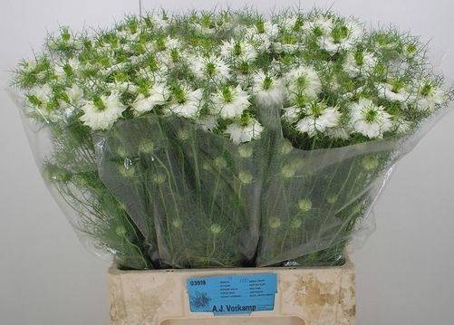 <h4>NIGE D BRIDAL WHITE</h4>